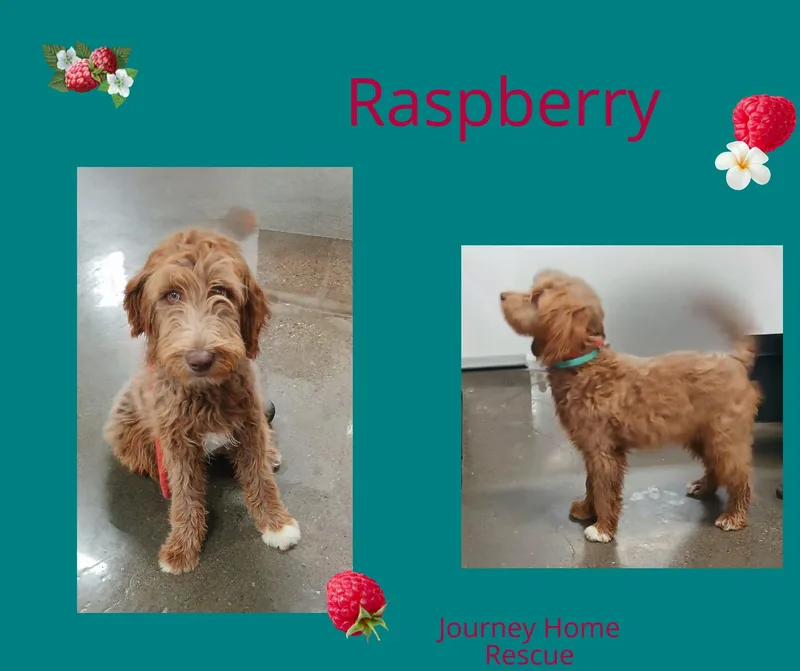 A young medium-sized female Red / Chestnut / Orange Goldendoodle dog named Raspberry for adoption in East Wenatchee, WA