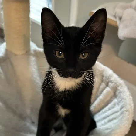 A baby small-sized male Black Domestic Short Hair cat named Fire for adoption in Cincinnati, OH