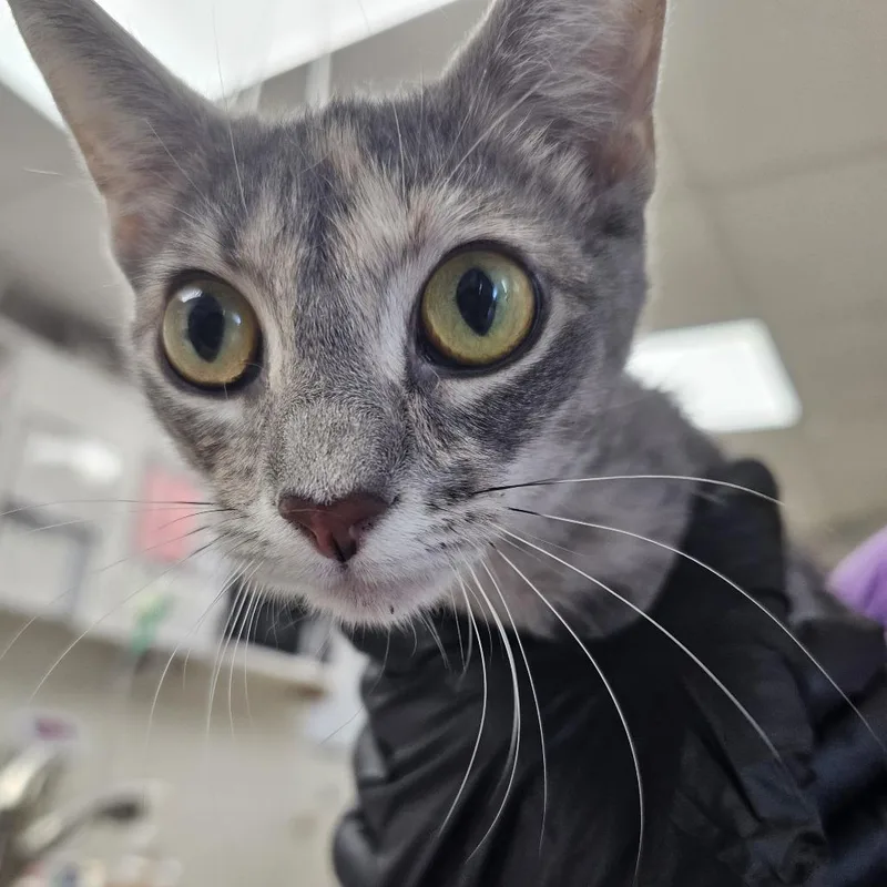 A young medium-sized female Torbie Domestic Short Hair cat named July Belle for adoption in Evansville, IN