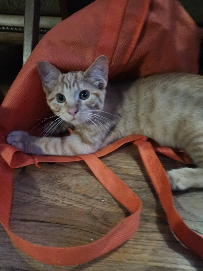 A baby small-sized male Tabby (Orange / Red) Tabby cat named Brett for adoption in Gladstone, OR
