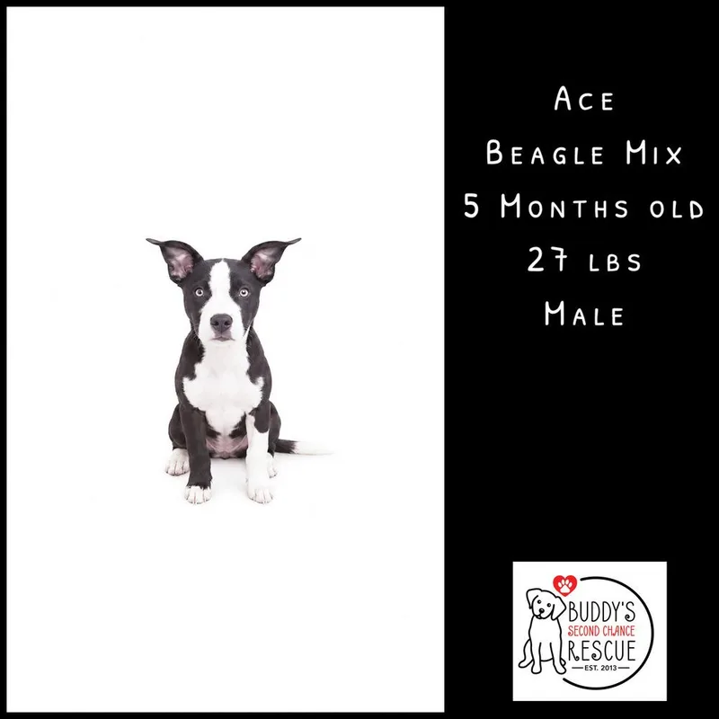 Ace thumbnail 5