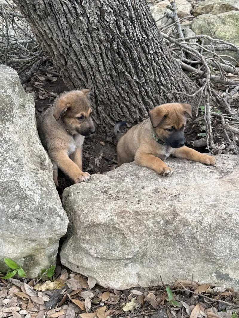 Elite  Puppies
