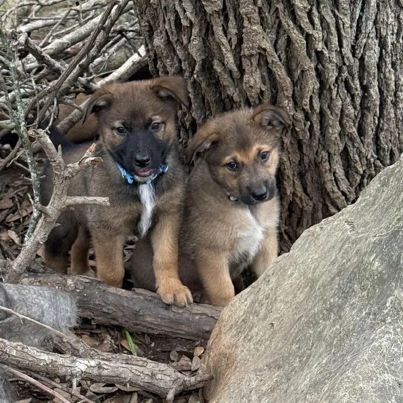 Elite  Puppies thumbnail 2