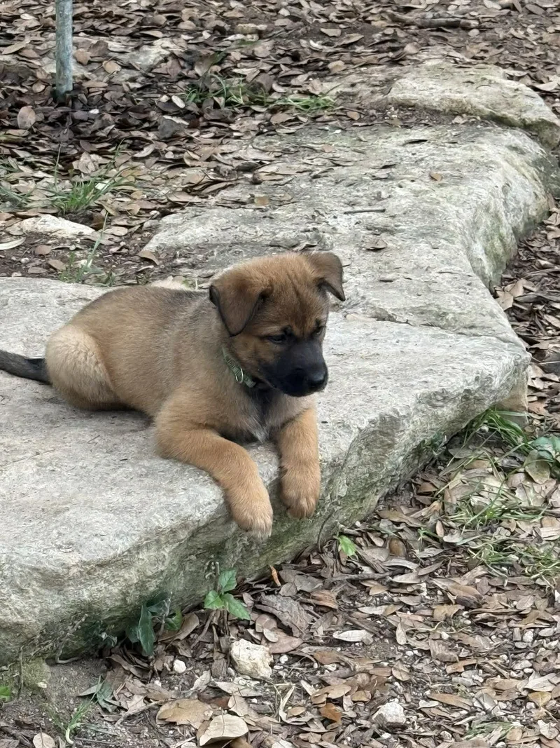 Elite  Puppies thumbnail 3