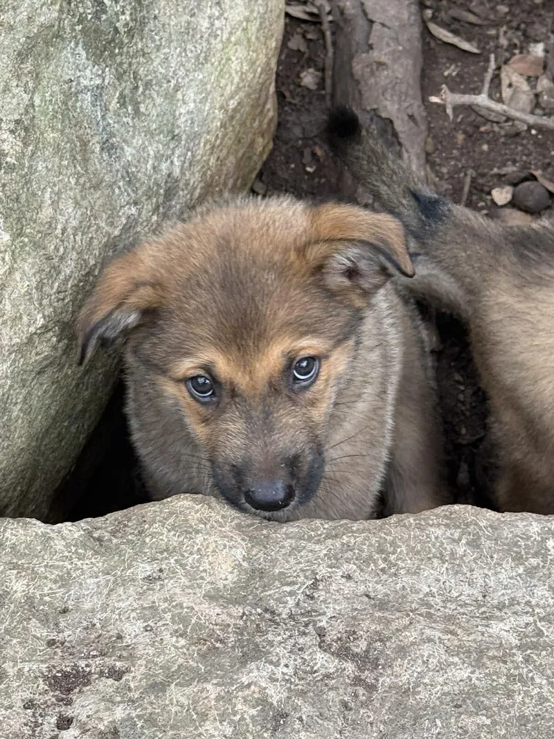 Elite  Puppies thumbnail 4