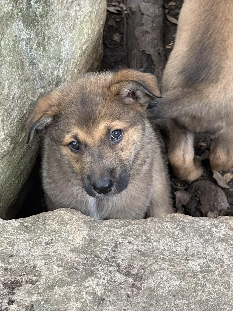 Elite  Puppies thumbnail 5