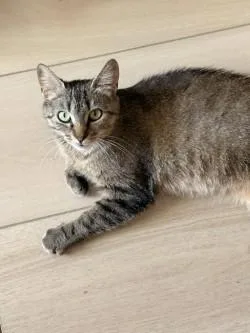 A young medium-sized female Domestic Short Hair cat named Lucy for adoption in Washington, DC