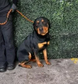 A young large-sized male Black Rottweiler dog named 61297418 for adoption in El Paso, TX