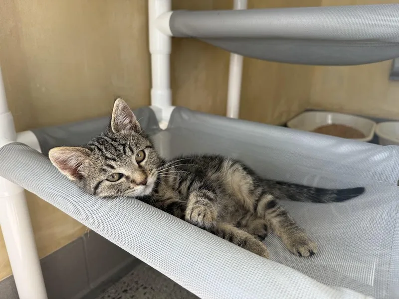 A baby medium-sized male Domestic Short Hair cat named Barstow for adoption in Berkeley, CA