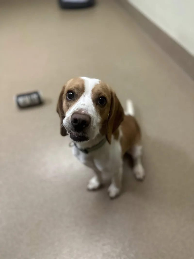 An adult small-sized male Yellow / Tan / Blond / Fawn Beagle dog named Chester for adoption in Myerstown, PA