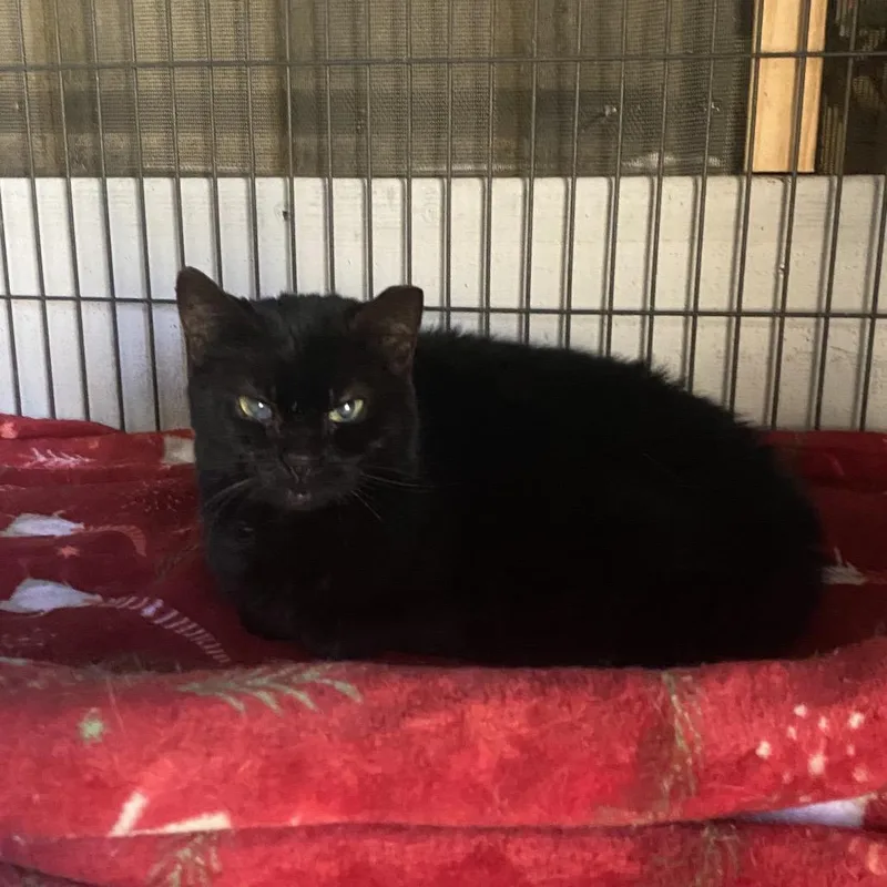 A senior small-sized female Black Domestic Short Hair cat named Blackjack for adoption in Titusville, FL