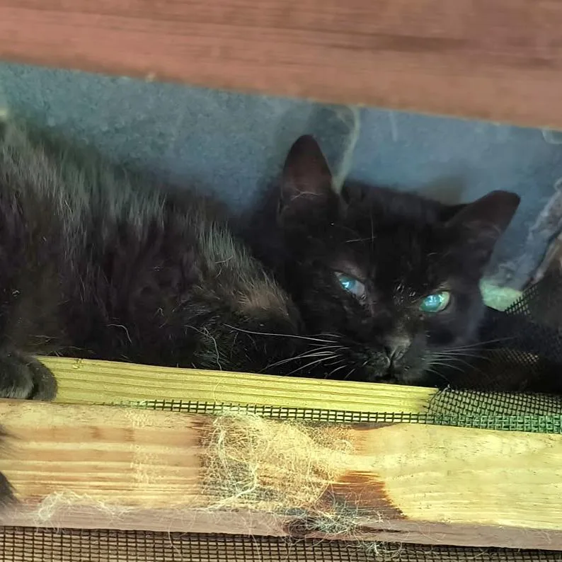 Blackjack thumbnail 2