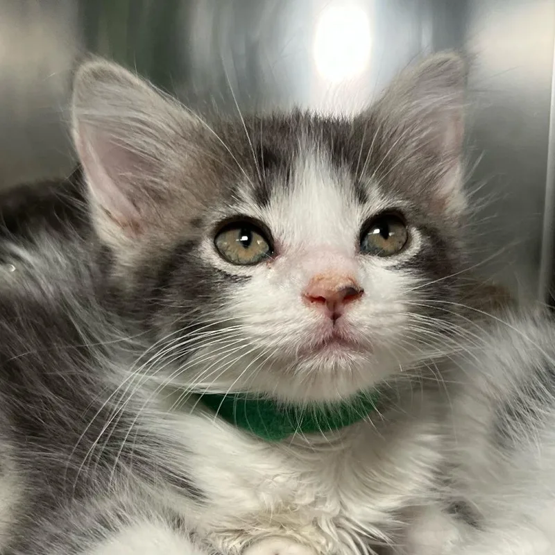 A baby small-sized female Domestic Short Hair cat named Anna for adoption in Palm Springs, CA