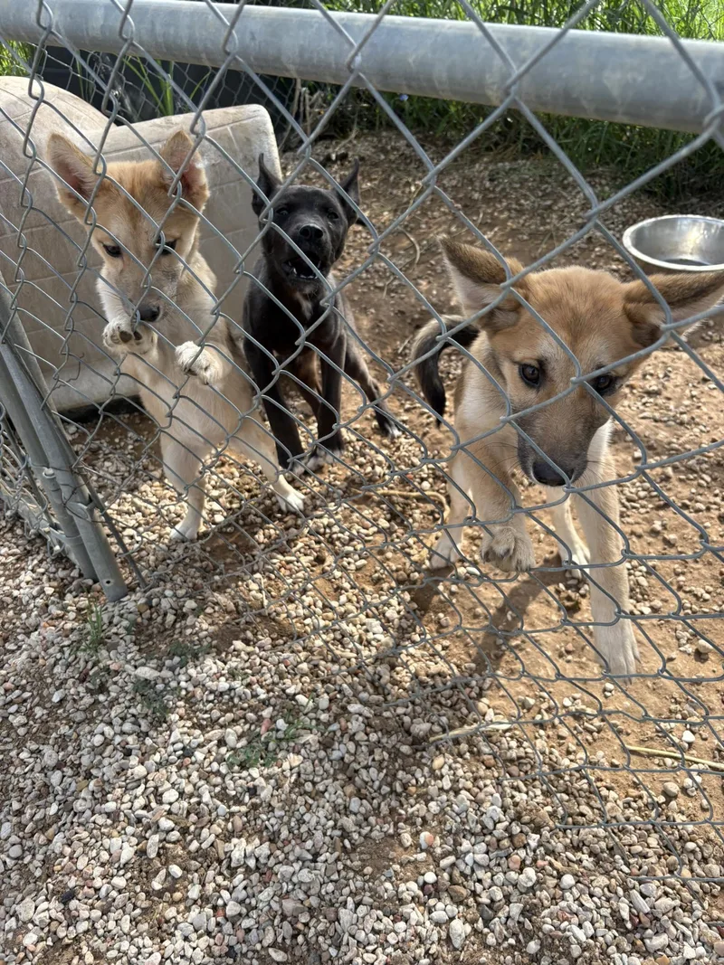 Puppies