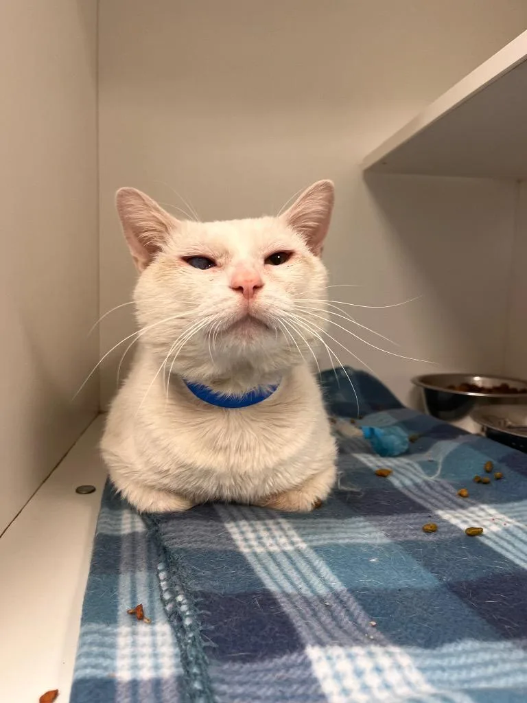 A senior large-sized male Flame Point Domestic Short Hair cat named Mushu for adoption in Frankfort, KY