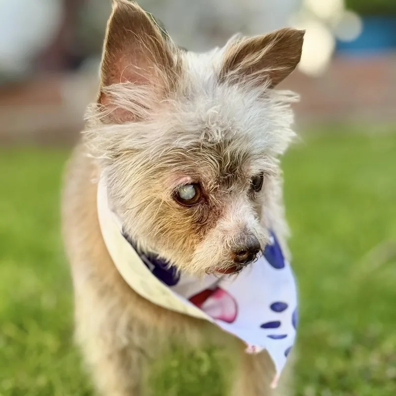 A senior small-sized female Golden Yorkshire Terrier dog named BlueJay for adoption in Santa Monica, CA