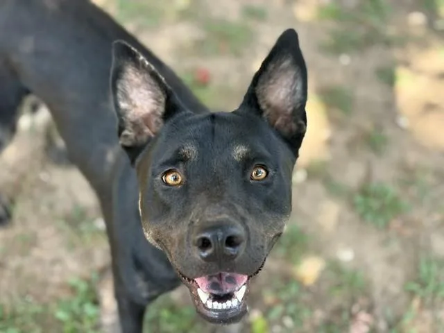 A young large-sized male German Shepherd Dog dog named Rue for adoption in Tulsa, OK