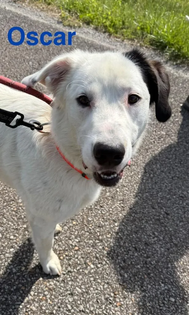 A young large-sized male Australian Cattle Dog / Blue Heeler dog named Oscar for adoption in Camden, TN