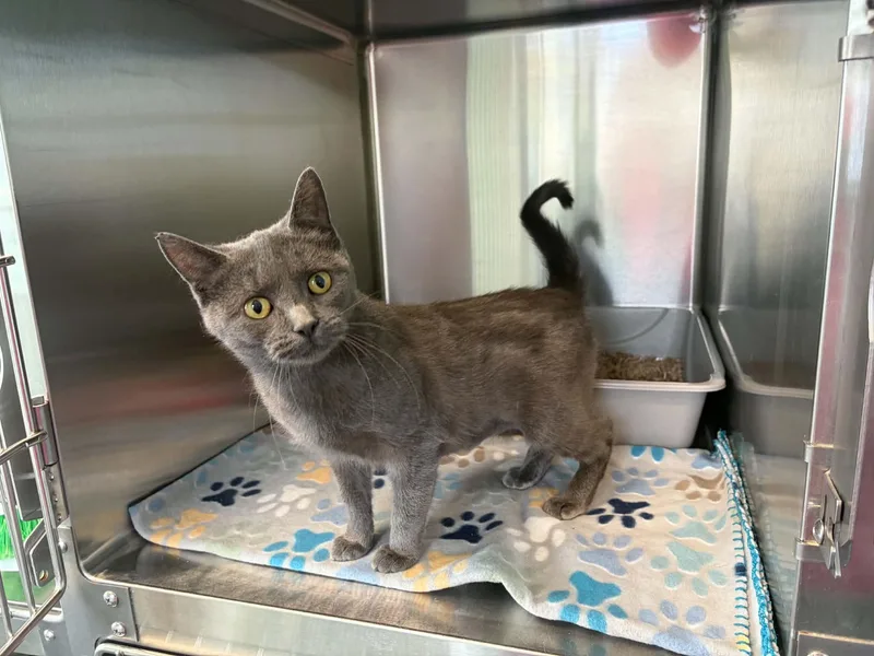 An adult medium-sized female Gray / Blue / Silver Domestic Short Hair cat named Dill for adoption in Lincoln, MI