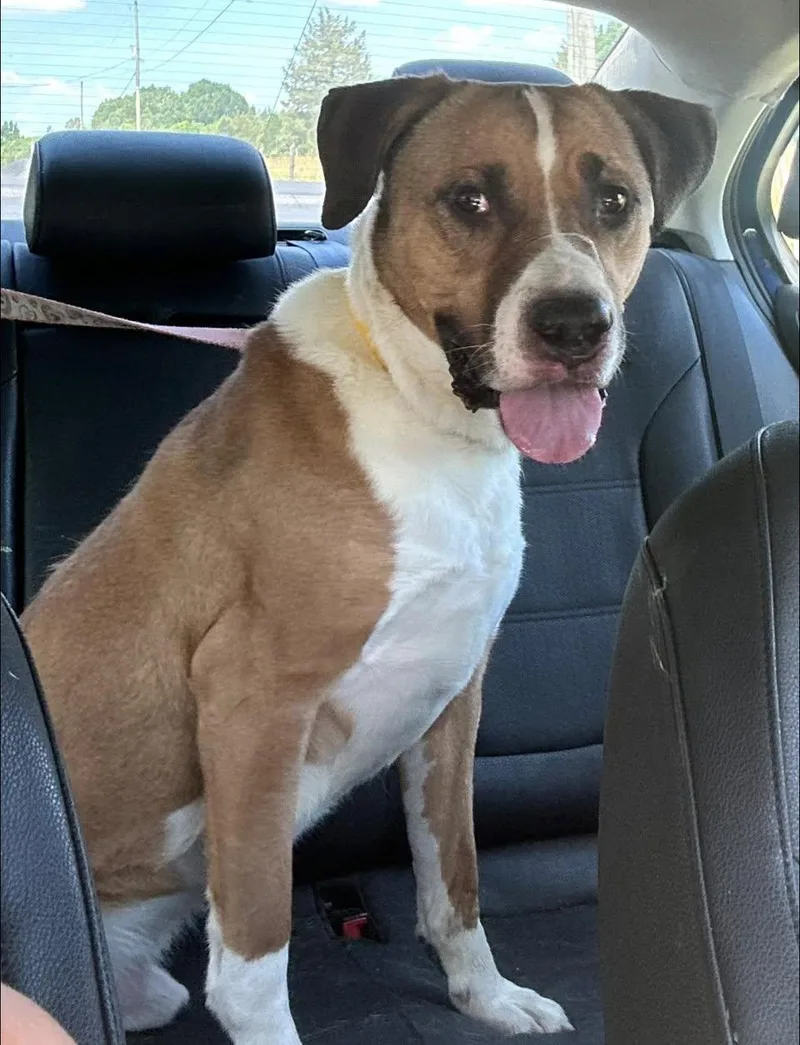 An adult medium-sized male Brown / Chocolate Mixed Breed dog named Kilo for adoption in East Flat Rock, NC