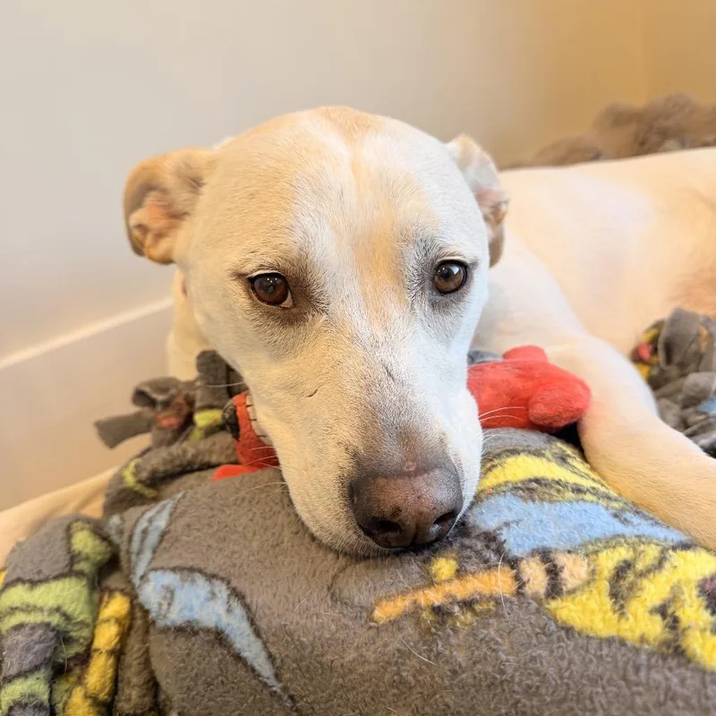 A senior medium-sized female Yellow Labrador Retriever dog named Lucy for adoption in Winder, GA