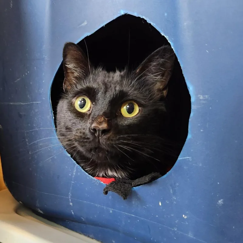 An adult large-sized male Black Domestic Short Hair cat named Ine for adoption in Grand Rapids, MI
