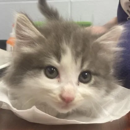 A baby small-sized male Domestic Long Hair cat named Shoelace for adoption in Cincinnati, OH