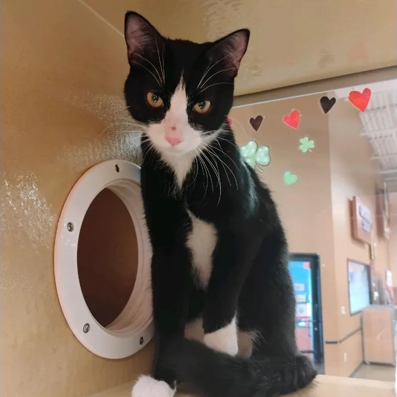A young small-sized male Black Domestic Short Hair cat named Kevin for adoption in Hemet, CA