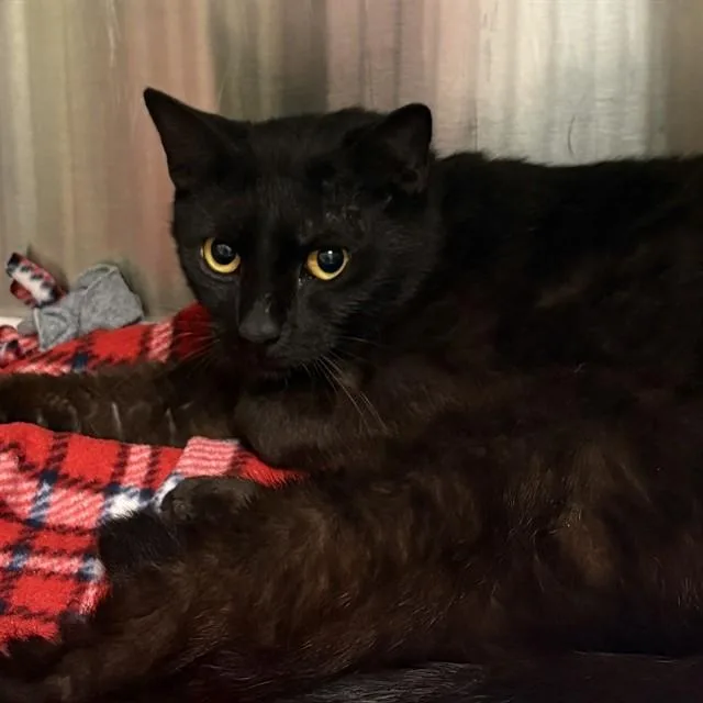 A young small-sized male Domestic Short Hair cat named Jeoffery for adoption in St. Louis, MO