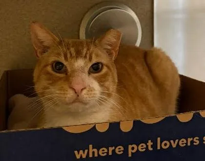 An adult medium-sized male Domestic Short Hair cat named Duke Duchess for adoption in Washington, DC