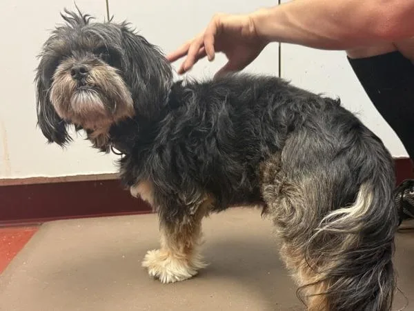 An adult small-sized male Shih Tzu dog named Omega for adoption in Salisbury, MD