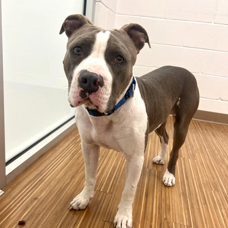 An adult medium-sized male White / Cream Mixed Breed dog named Junior for adoption in Sarasota, FL