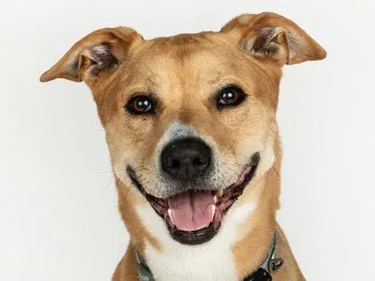 A senior large-sized male Mixed Breed dog named Hunter for adoption in Longmont, CO