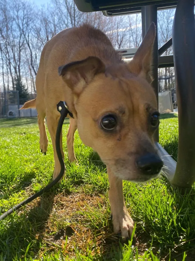 An adult medium-sized male Chihuahua dog named Oolong for adoption in Fall River, MA