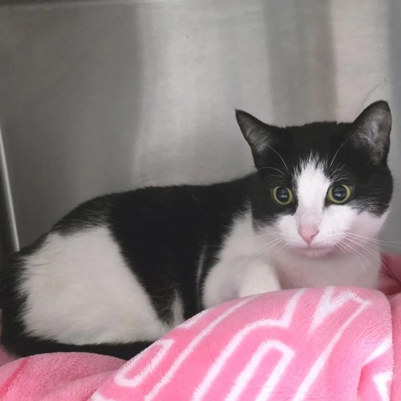 An adult large-sized female Black Domestic Short Hair cat named Brenda for adoption in Fort Wayne, IN