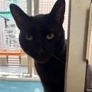 A senior large-sized male Black Domestic Short Hair cat named Duncan for adoption in Pasadena, CA