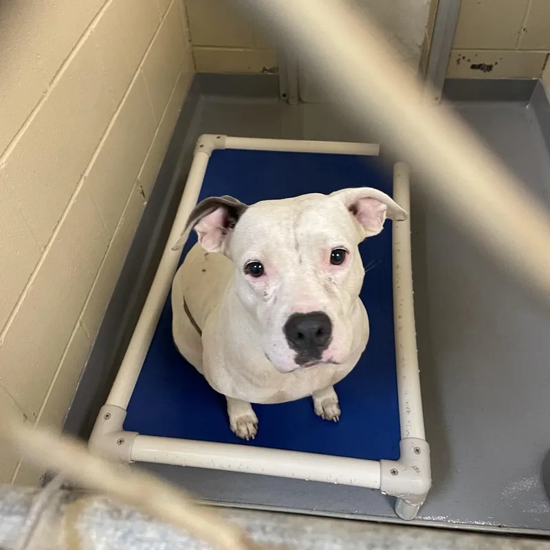 An adult large-sized female White / Cream Mixed Breed dog named Volcarona for adoption in Columbus, GA