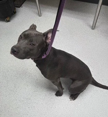 A young large-sized female Pit Bull Terrier dog named Salome for adoption in Oakland, CA