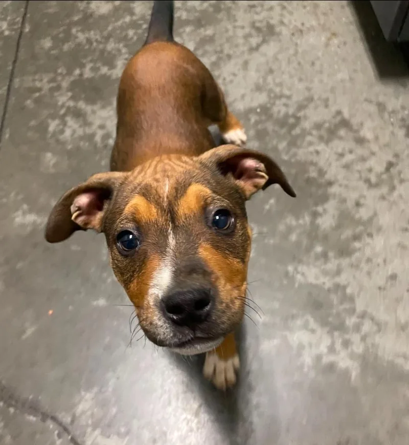 A baby medium-sized female Mixed Breed dog named Victoria for adoption in Henderson, NC