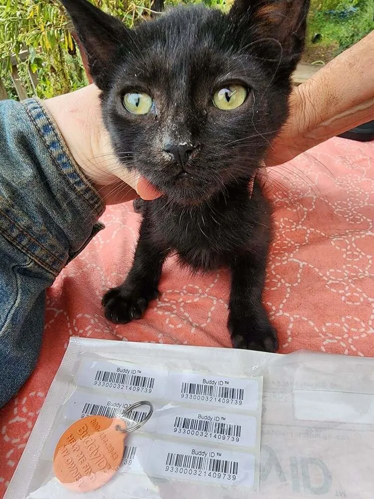 Licorice