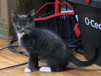 A baby small-sized male Gray / Blue / Silver Domestic Short Hair cat named Kolt for adoption in Kansas City, MO