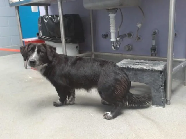 A young small-sized female Labrador Retriever dog named Stumpy for adoption in Albuquerque, NM