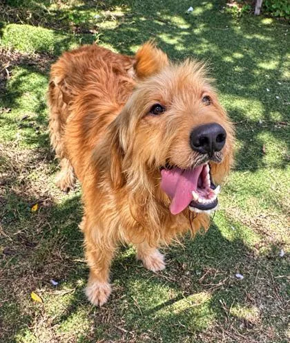 An adult medium-sized male Golden Retriever dog named Caramello for adoption in Inverness, FL