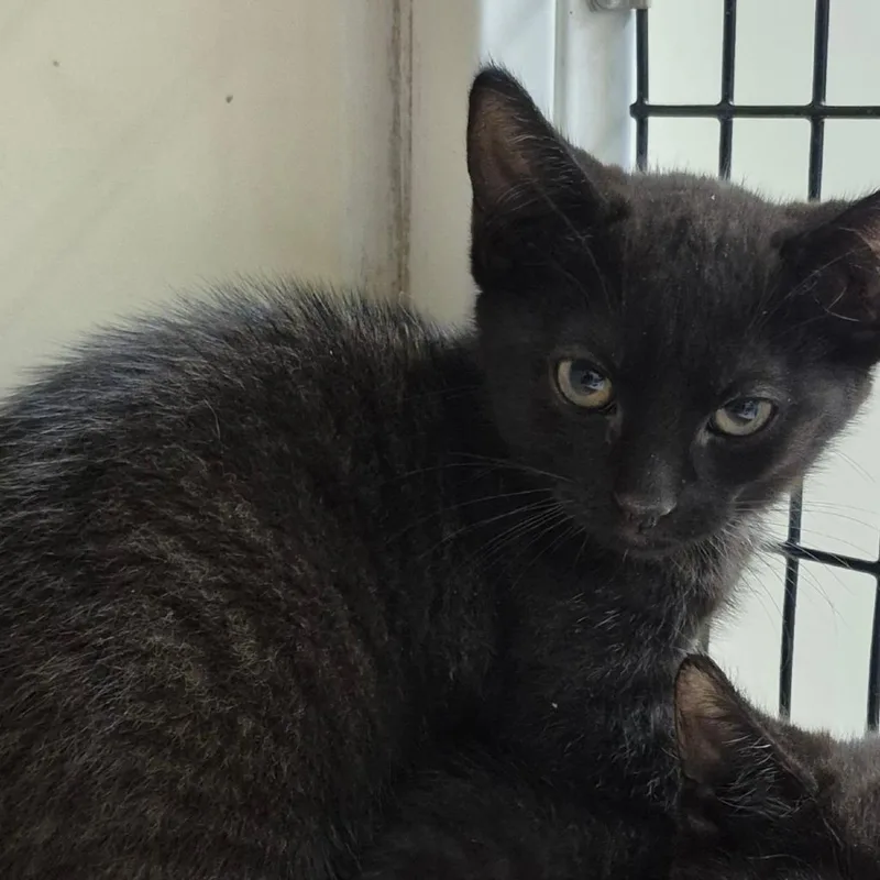 A baby small-sized male Black Domestic Short Hair cat named Flint for adoption in Upland, CA