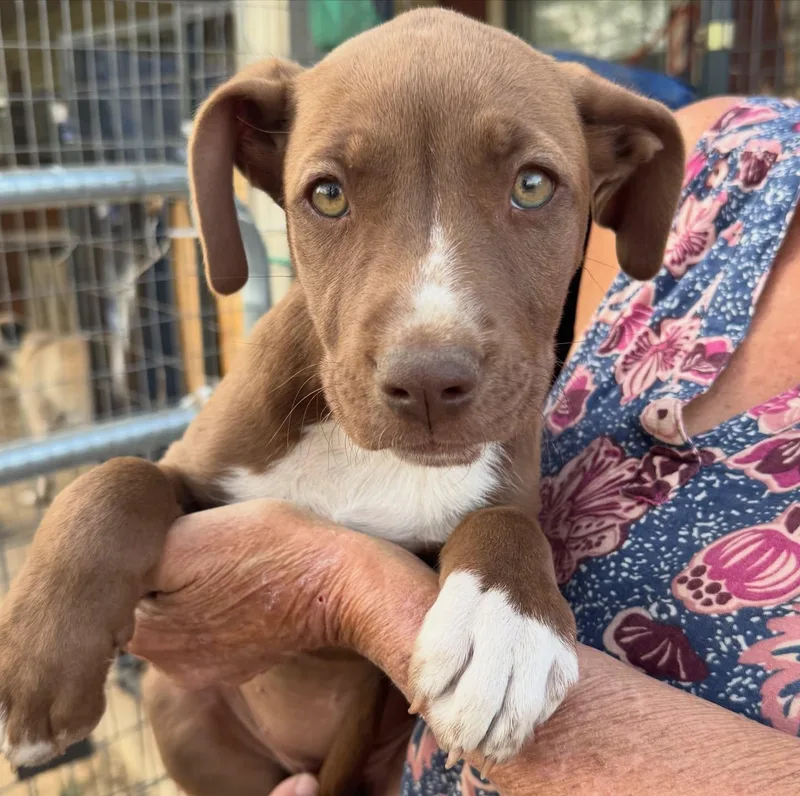 A baby medium-sized female Brown / Chocolate American Staffordshire Terrier dog named Minnie for adoption in Salem, NH