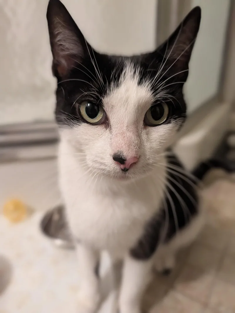 An adult medium-sized female Black & White / Tuxedo Domestic Short Hair cat named Andrea for adoption in Rockaway, NJ