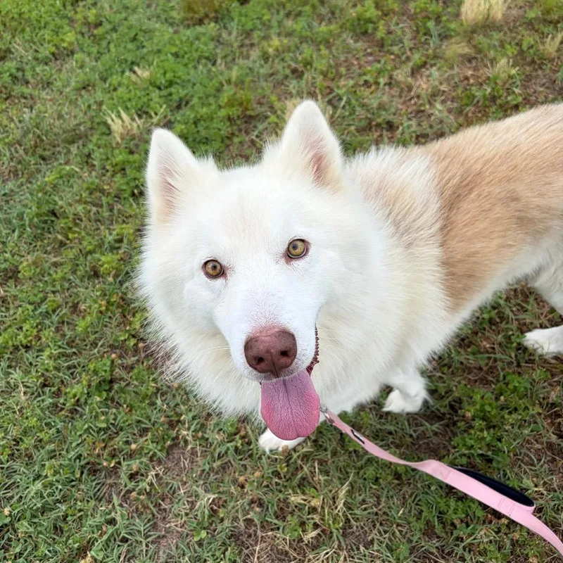 An adult medium-sized male White / Cream Husky dog named Breezy for adoption in Wilmington, DE