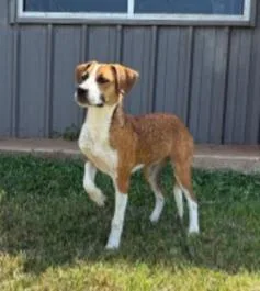 A young medium-sized female Yellow / Tan / Blond / Fawn Beagle dog named Bella B for adoption in Monticello, IA