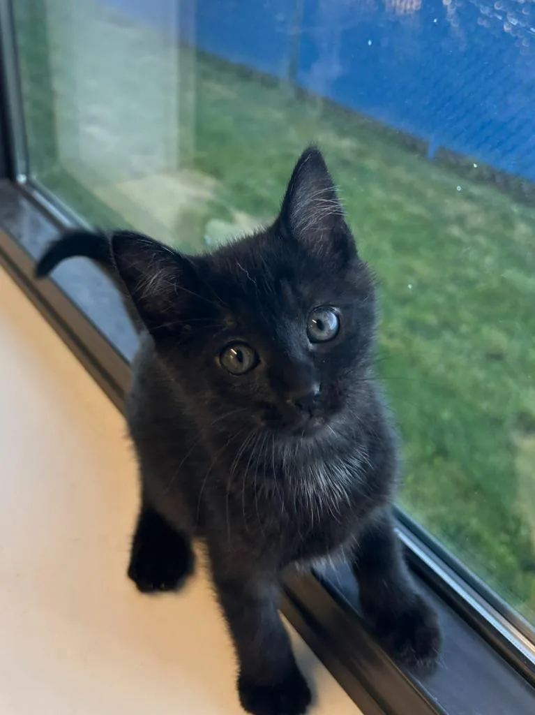 A baby medium-sized female Domestic Short Hair cat named Protozoa for adoption in Minot, ND