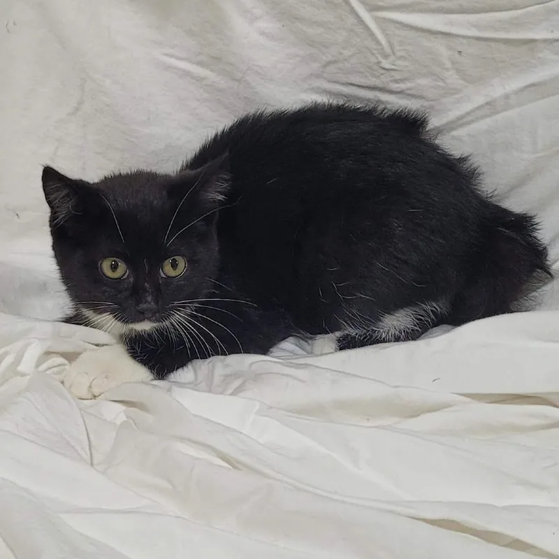 A baby small-sized female Black Domestic Short Hair cat named Hawk for adoption in Traverse City, MI